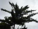 Evergreen (2009, June 28)