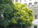 Golden Chain Tree (2009, June 28)