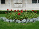 Canna & Cineraria (2009, June 28)