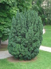 Evergreen (2009, June 28)