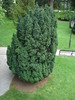 Evergreen (2009, June 28)