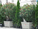 Nerium Oleander & Thuja (2009, June 28)