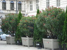 Nerium Oleander & Thuja (2009, June 28)