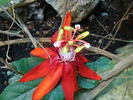 Red Passiflora (2009, June 28)