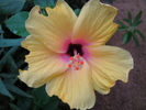 Yellow Hibiscus (2009, June 28)