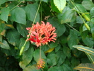 Hibiscus schizopetalus (2009, June 28)