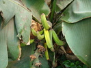Bananas (2009, June 28)