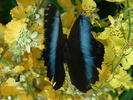 fluturas