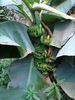 Bananas (2009, June 28)