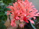 Hibiscus schizopetalus (2009, June 28)