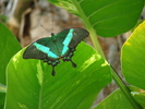 fluturas