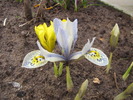 Iris Katharine Hodgking 22 mart 2010