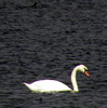 Lebada pe lacul Erie
