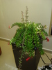 AESCHINANTHUS