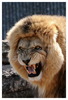 371-the-lion-king