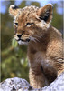 1st-TheLionKing