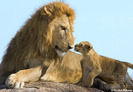 lionking1807_468x325