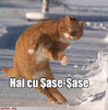poze-amuzante-pisica-joaca-table