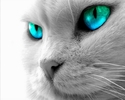 Cateyes