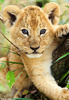 cub1807_468x681