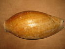 Cymbium glans