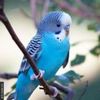 papagal albastru  costa 5 poze cu  animale