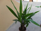 yucca