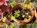 Oxalis Iron Cross (2009, April 10)