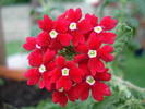 Red Verbena (2009, June 13)