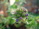 Purple Verbena (2009, June 25)