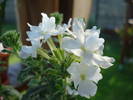 White Verbena (2009, June 25)