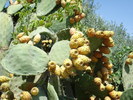 Opuntia ficus-indica (2007, August)