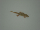 Lizard (2007, August)