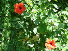 Red Hibiscus (2007, August)