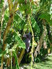 Banana Blossom & Bananas (2007, Aug.)