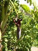 Banana Blossom (2007, August)