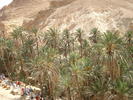 Date Palms_Curmali (2007, August)