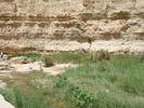 Date Palms_Curmali (2007, August)