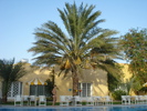 Date Palm_Curmal (2007, August)