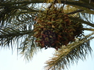 Dates_Curmale (2007, August)
