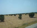 Olive Trees_Maslini (2007, August)