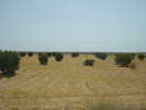 Olive Trees_Maslini (2007, August)