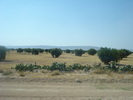 Olive Trees_Maslini (2007, August)