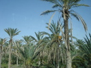 Date Palms_Curmali (2007, August)