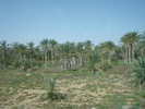 Date Palms_Curmali (2007, August)