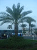 Palm Tree_Palmier (2007, August)