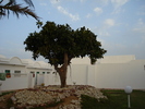 Giant Ficus (2007, August)