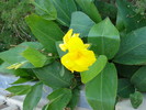 Yellow Canna (2007, August)