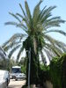 Palm Tree_Palmier (2007, August)