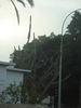 Giant Cactus (2007, August)